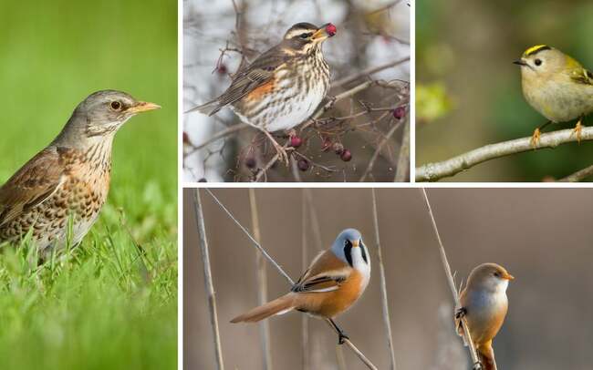 RSPB: Four elusive and visiting birds you can spot in the UK in October - and where birdwatchers can find them