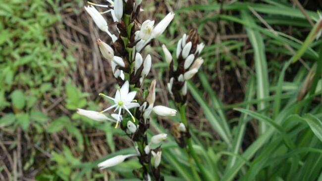 From Western Ghats, a new cousin of safed musli discovered