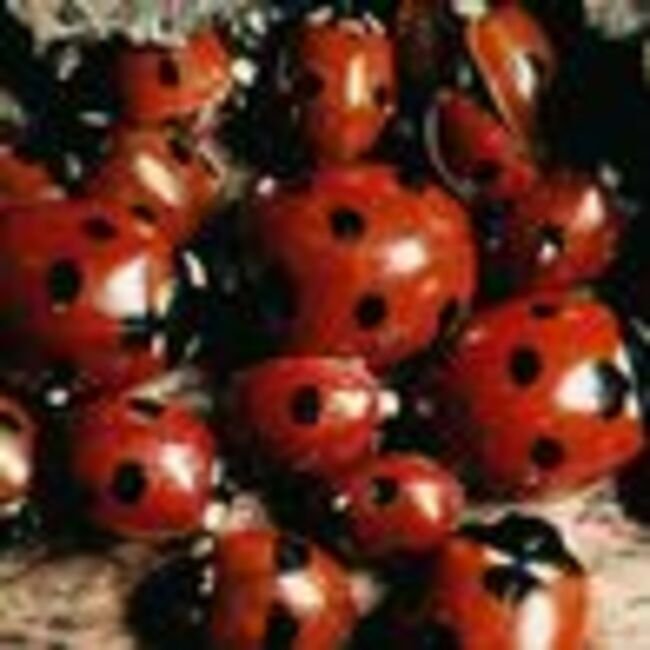 Three scents that ladybirds 'hate' that will rid them from your home as they swarm UK