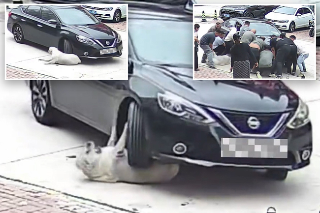 Obese dog survives being run over by a car thanks to extra layers of fat