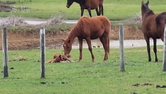 Stallions attack newborn foal at Mt Eliza property