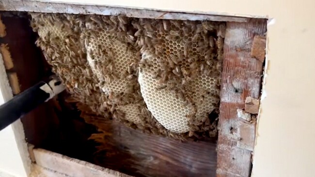 6,000 bees moved into a century-old home. Savvy beekeepers evicted them.