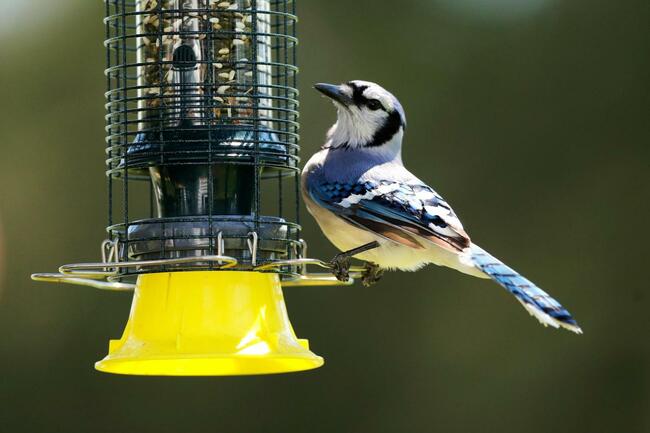 As the garden winds down, it’s time to care for winter-prepping birds