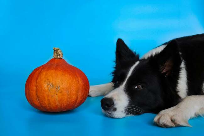 Dogs can enjoy this Halloween treat - if you follow these five steps according to a pet expert