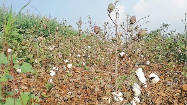 Cotton procurement from November 25% Decline in Yield Expected