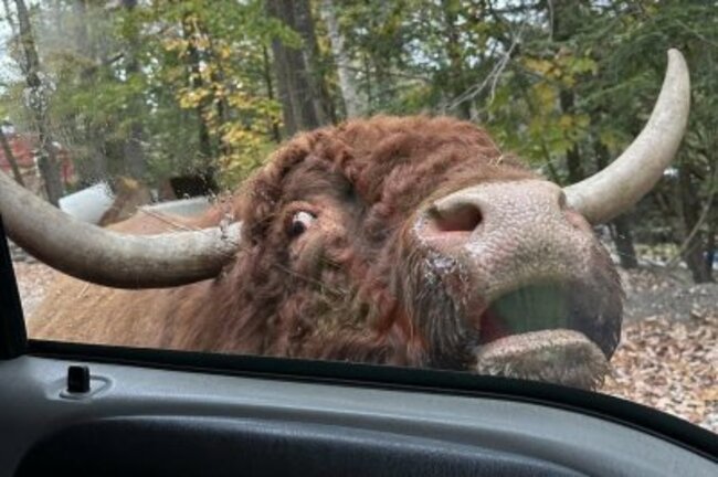 Look: Firefighters help round up escaped bull named Carl in Massachusetts