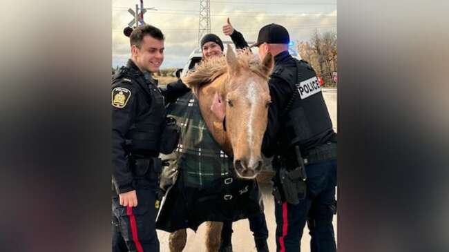 'Wayward' horses trot along busy Winnipeg street, visit local school before being rounded up by police
