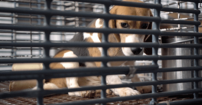 The secretive dog experimentation industry is crumbling