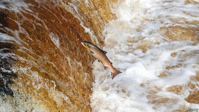 Norway shows the scale of salmon farmers’ Brexit problems