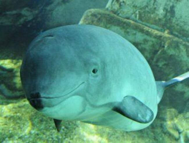 A career with ‘porpoise’: Dive into the best jobs in the marine sector