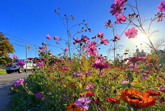 Photo | You belong among the wildflowers