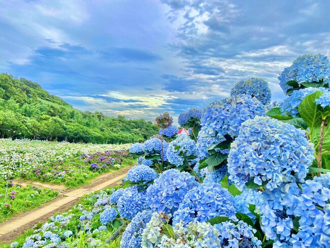 高家繡球花?"?第三?'區?-??"?了！千萬朵繡球花?"造驚人美景｜New Taipei City plays host to 10 million blossoming hydrangeas!