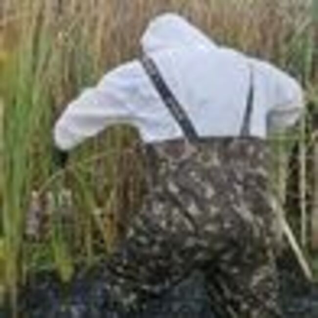 'Unique' symptom is revealed following major bird flu outbreak