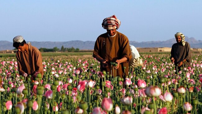 Inside the CIA’s secret mission to sabotage Afghanistan’s opium