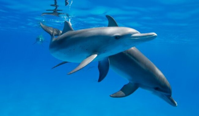 The Government vs. Animal Lovers