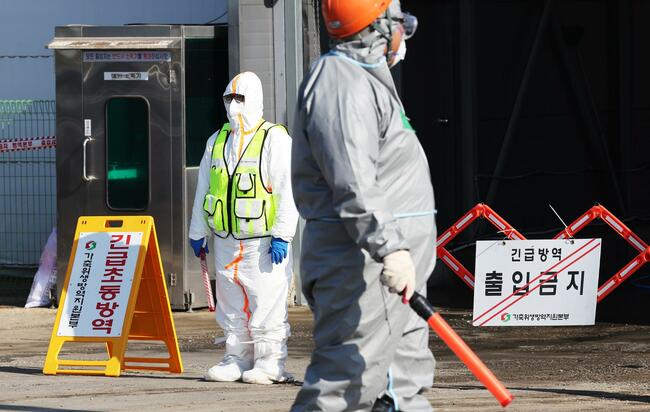 Korea confirms avian influenza case in wild bird