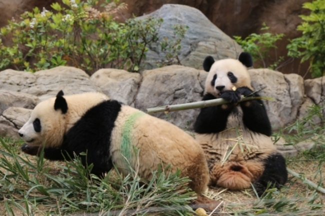 Last two giant pandas in Japan to return to China in February