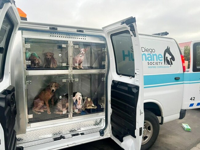 PHOTOS: Man sentenced after 34 animals rescued from flooded home