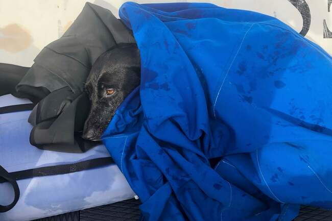 Dog miraculously rescued after being swept out to sea by rip currents