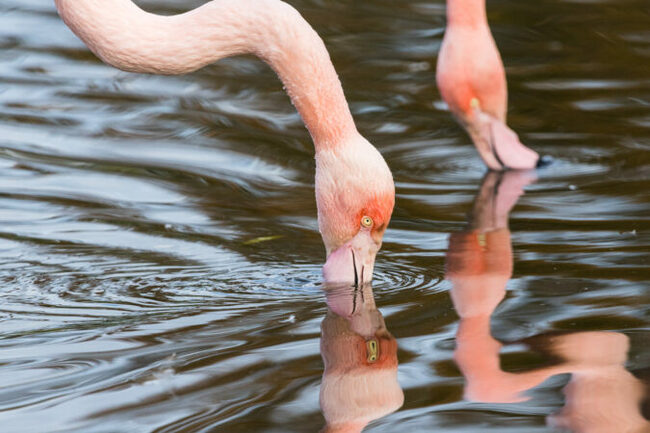 Flamingos hunt by creating their own underwater tornadoes
