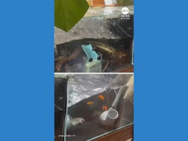 WATCH: Japan earthquake rocks fish tanks