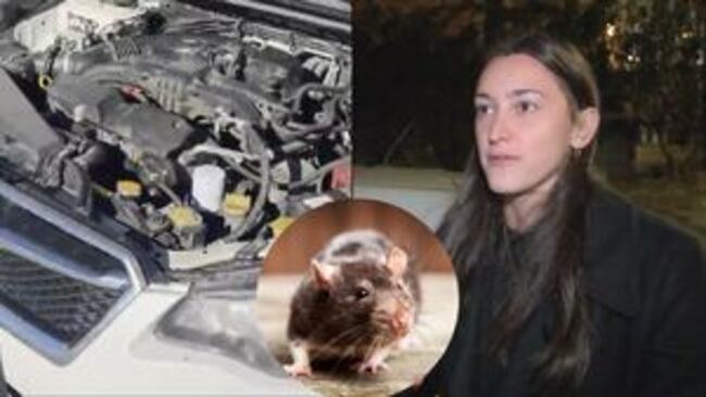 Brookline resident claims car went up in flames on highway because of burrowing rats