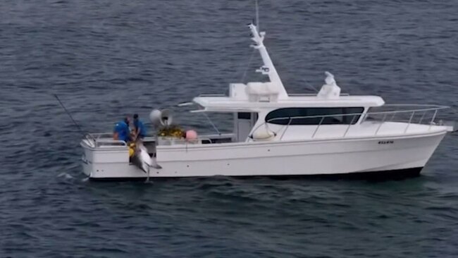 Tiger shark caught on drumline on Gold Coast