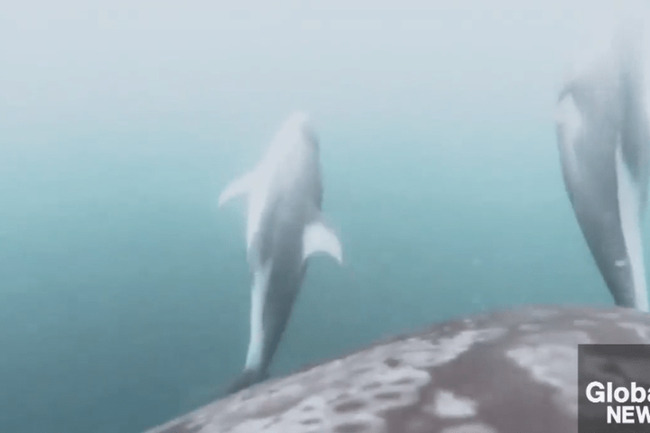 Rare footage shows dolphins helping orcas hunt off B.C. coast