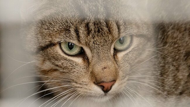 Kangaroo Island fights back against cats