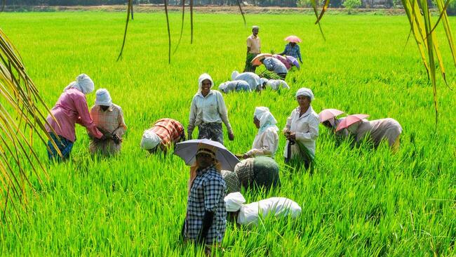 Puncha season under threat as fertilizer shortage grips Kerala’s Kuttanad