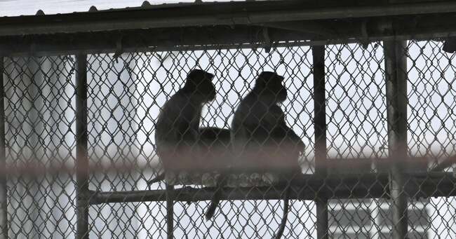 RFK Jr. says he'll work with federal agencies to wind down animal testing