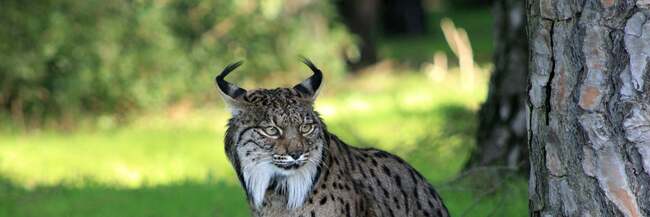 Lynx rewilding project under threat as EU funding ends