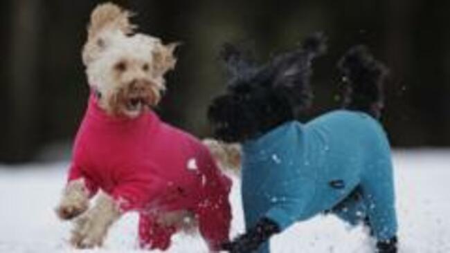 How to look after dogs, cats and other pets in cold weather