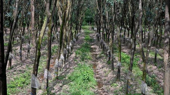Demand for rubber park in limbo despite Kanniyakumari leading Tamil Nadu’s latex production