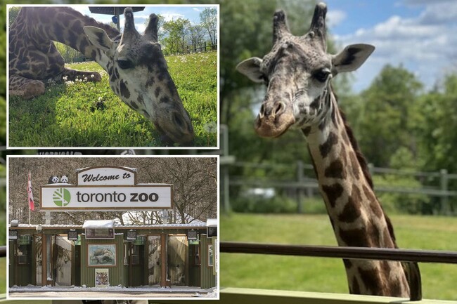 ‘Magnificent’ giraffe dies after tragic freak accident at Toronto Zoo