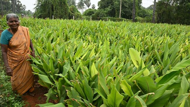 Turmeric crop in Thoothukudi is ready for harvest and farmers await traders