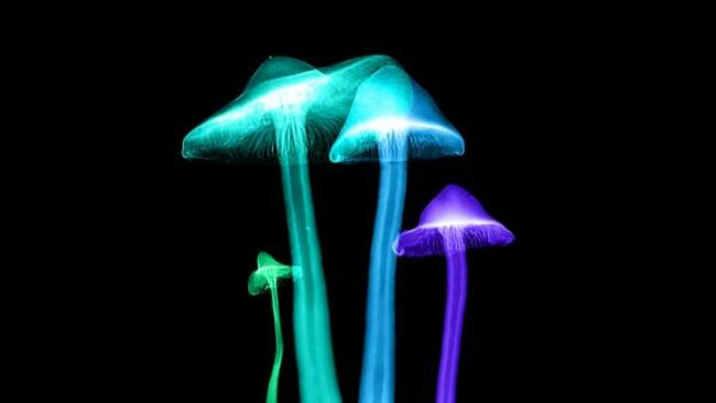 They eat rocks. They're some of the strangest living beings on the planet. They are fungi.