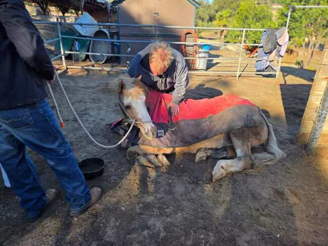 PHOTOS: Humane Society Emergency Response Team saves downed horse 'Jazzy'