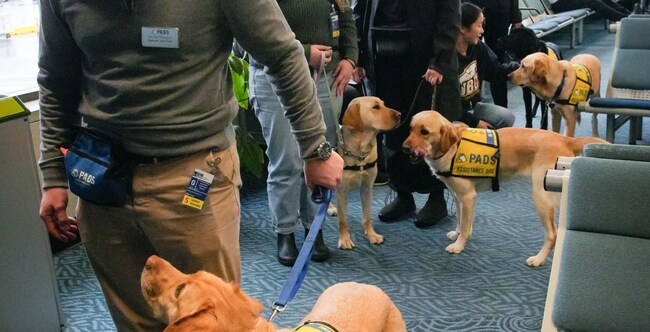 Airports and airlines have a fake service dog problem