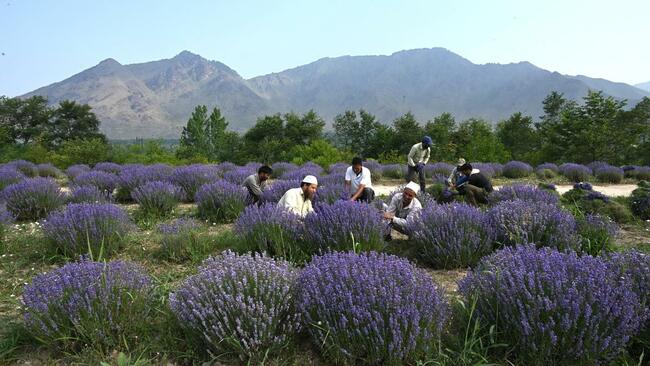 J&K lavender farmers seek protection as cheap imports hit incomes