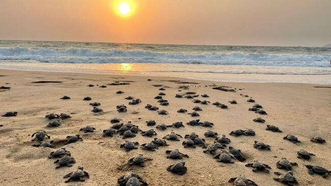 Union Budget: Turtle trails to be developed along Karnataka coast