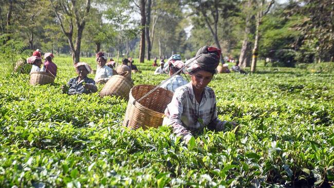 Tea Board allocation rises 36% to ₹380 crore in Budget 2026-27
