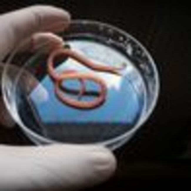 'Parasitic worm' found in chicken from Scots Tesco as health probe launched