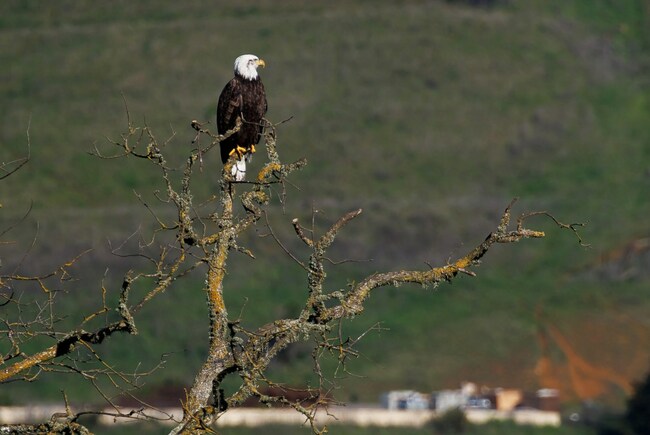 Nonprofit buys 2,284 acres south of Gilroy at Sargent Ranch, ending 10-year battle over proposed quarry
