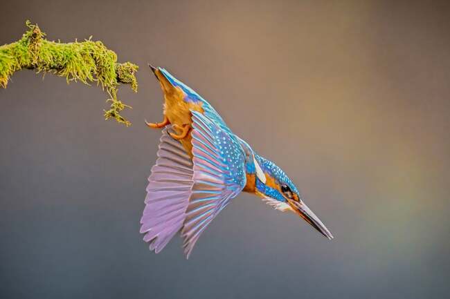 'A particularly confident kingfisher' Wildlife photographer captures stunning images in Brighouse