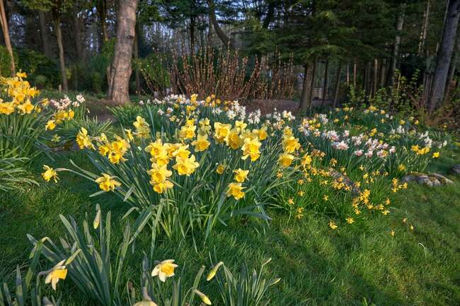 Visit the National Garden Scheme garden at The Old Vicarage in Washington and banish winter blues