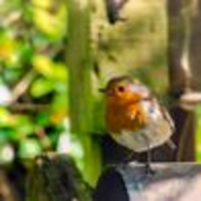 Warning to anyone with robins in their garden this February