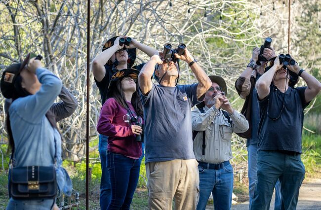 With eyes trained to the sky, birders come to California Botanic Garden in Claremont