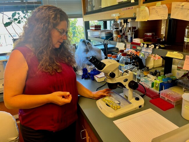 Breakthroughs for preventing pistachio hull split