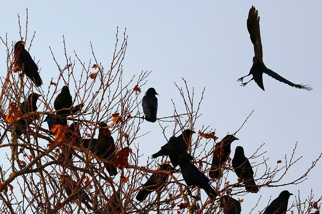 Photo | Corvids of Santa Cruz convene on tree
